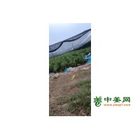 本人大量大姜