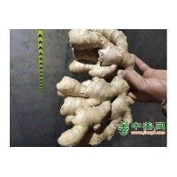 生姜鲜姜15621508555