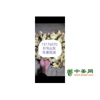 鲜姜出售生姜购销