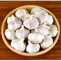 求购大蒜头